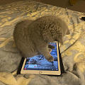 iPad已经不能满足我家女王大人了