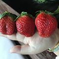 十块钱一斤的草莓