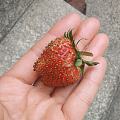 第一颗草莓熟了