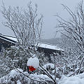 在项目里赏雪