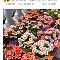 美丽花儿团购中