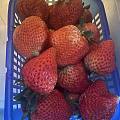 亲戚家大棚摘草莓，超级大大大草莓，吃几个饱了！