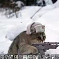 今天看到的一则新闻，猫科动物国际联合会要制裁俄罗斯的猫😂