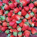 草莓季来啦，今年你吃草莓了吗？