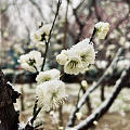 三月花飞雪