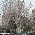 春天的痕迹越来越明显，花开的很艳，美丽，树木发芽，