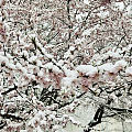 三月桃花雪