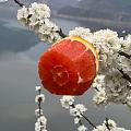 花开的季节，采红橙