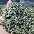 又到一年采茶忙了