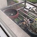 记录珠颈斑鸠孵蛋的日子
4月1日发现窗外有鸟在我的花盆上孵蛋，然后它吓走了，...