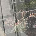记录珠颈斑鸠孵蛋的日子
4月1日发现窗外有鸟在我的花盆上孵蛋，然后它吓走了，...
