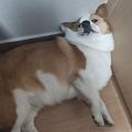 热乎乎的青梅竹马