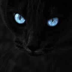 猫黑