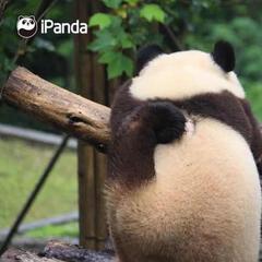 熊猫圆子