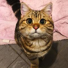 小甜饼