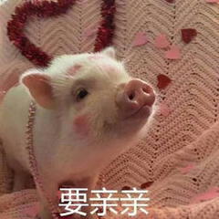 爱银饰的猪猪