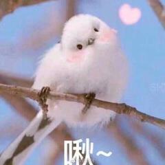 溪言弥静