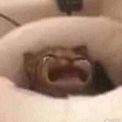 红桃-