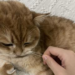 达嘉嘉