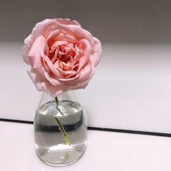 貓眼石babe