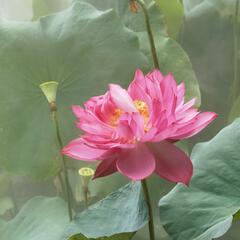 撑伞接落花