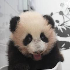 小迈的手套