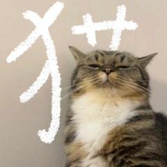 松枝山茶