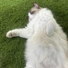 zhuli333