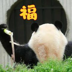 韩多多
