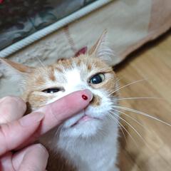 喵の杀马特