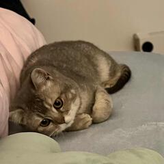 掼奶油
