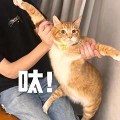 妮可11