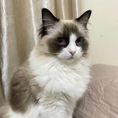 刘怼怼