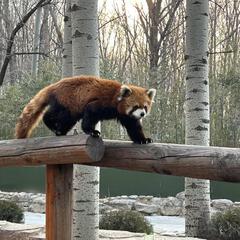 玉三三