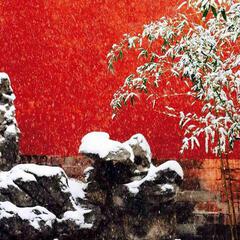 雪莉杨