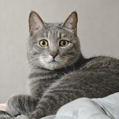 灰灰是只猫