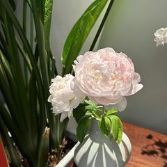 春田花花幼稚圆