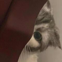 胖芳