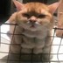 文隆哈哈