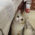 紫砂壶喝汽水