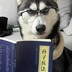 小手大人