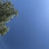 掸子