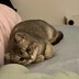 掼奶油