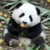 筚篥花猫
