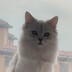 成梦阁