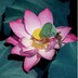 葫芦娃000