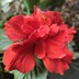 花琉璃