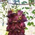 fair菲儿