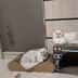 冰冰25888