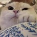 观鹤